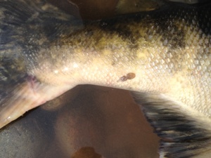 2012_july-22-ron-jack-lori=cody-chinook-8-chum-pink